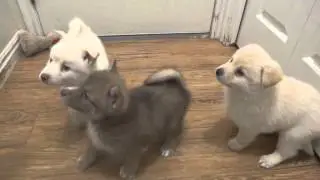 5 1/2 wk old Pomsky Puppies!!  Blue eyes!