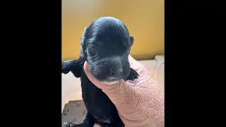 Hilltop Dog Puppy Training Kennel  is live!