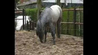 Horse Psychology - Instinct of a horse