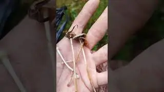 Грибы осенью #отдых #гуляем #грибы #грибалка