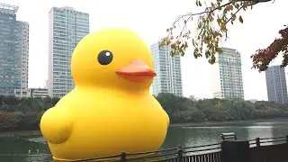 Cuty Rubber Duck returns to SEOUL 2022