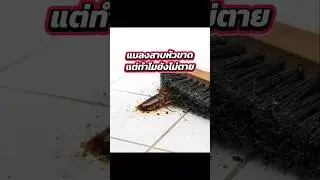 แมลงสาบหัวขาดแต่ไม่ตาย #animals #insects #bug #pets #สัตว์เลี้ยง #animalshorts #petlover ##exotic
