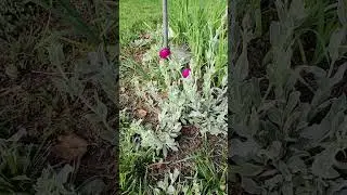 Rose Campion can be used as a food or medicine. The leaves, flowers, and stem are all edible!