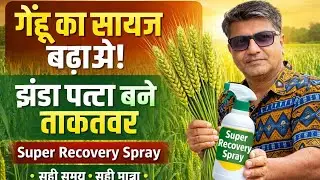  गेहूं की पैदावार होगी डबल, अगर झंडा पत्ता रहेगा स्वस्थ | Wheat Flag Leaf Care