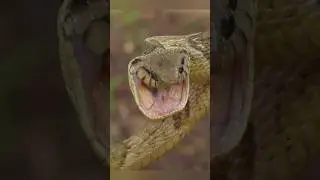 Why do snakes have this hole in their mouth? #shorts