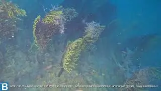 Mediterranean coral reef - Barriera corallina mediterranea - www.intotheblue.it - intotheblue.link