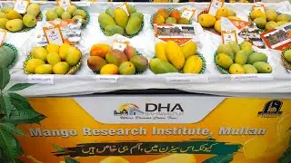 Mango Research Institute of Multan - Mango Variety of Pakistan