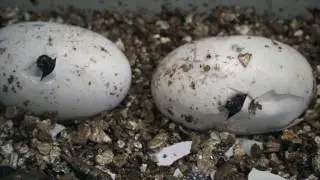 First Tomistoma to hatch in UK