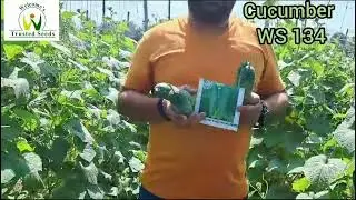 Cucumber WS 134, Рамгарх, Джаркханд, октябрь 2023 г.
