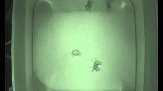 Juvenile European green crab Carcinus maenas foraging experiment