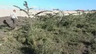 The Hare scare
