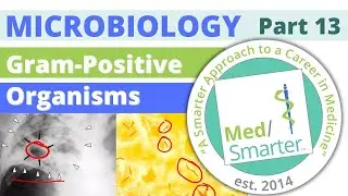 USMLE Step 1 | Microbiology | Gram Positive Bacteria | Part 13