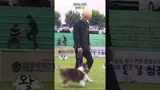 BTS dogs training 😆🤭 Suga dog angry😂🥰 #btsjungkook#bts#btsarmy