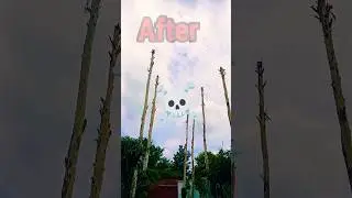 BEFORE😵 IN AFTER😵&zwj;💫 #shorts #ytshorts #tree