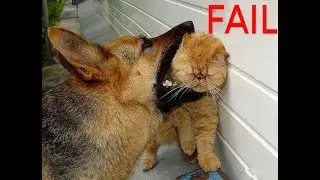 Hilarious Cat Fails (June 2017)