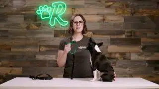 How to Put On a No-Pull Dog Harness - Rover Gear Better Walk Harness Tutorial