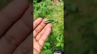 Sundar Green Bug #insects #animals #shortsfeed #viralshorts #shortsviral #ytshorts #shorts #share