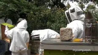 Honey Harvest at the Urban Bee Yard - Toronto