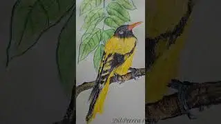 #birds #watercolor pencil art #animals nature paint yellow bird