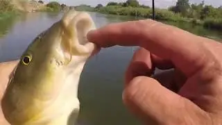 BARBOS EN SUPERFICIE EN VERANO