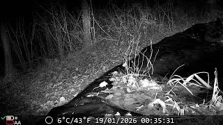 Trail cam : No, but where's the animal?? Spoiler alert: not hard to find