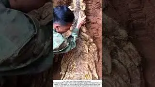 The Deep Dig: Unearthing a Meter-Long Yam 🍠