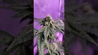 Mrdank weed week 7 Gorilla Cookies  and update #tnb #viparspectra #foxfarms