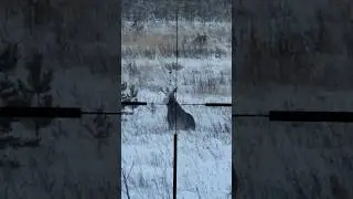 Эпичные кадры охоты на лося с оптикой MewLite