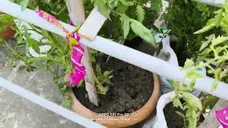 Tomato hanging Garden at home terrace,#tomato#garden#home.