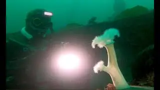 Plumose Anemone (Metridium senile) Budding 2023 Oct 27 at Porteau