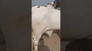 Beautiful Cow Bull