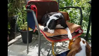 The Ultimate iBag for Pets: 4-in-1 Luxury Travel & Comfort🐶🐾🚗✈️ | 2&4 Pets Boutique