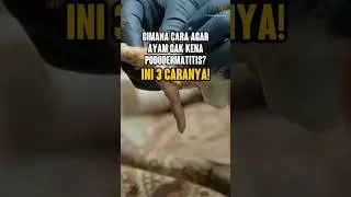 3 RAHASIA AGAR KAKI AYAM MULUS DAN BEBAS PODODERMATITIS!