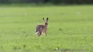 Watch a Hare Rabbit Run &ndash; Speed and Grace in the Wild!