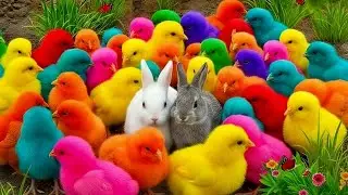 Cute Animal Party &ndash; Chickens, Rabbits, Ducks, Turtles & Hamsters Celebrate Everything