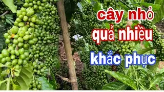 Cây cà phê giống lá xoài gãy cây chứ ít gãy cành 