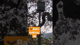 🦇Bats waking up at night!! #batman #fall #bats #halloween