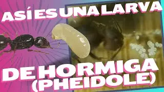 La Reina Pheidole y la Larva Gigante. Hormigas Tanque