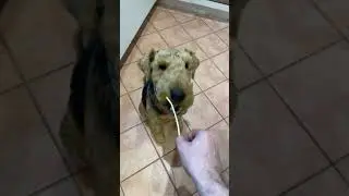 Feeding my Airedale Terrier a fish stick #shorts