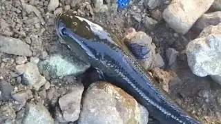 Snake head shallow my bait #ricefield | #calbayogAngler 