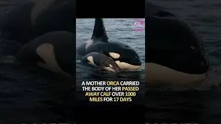 Orca - Grief is not limited to humans#pleasesubscribe#video#videoshort#vlogs#shortsfeed#love#animal