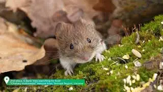 A Bank Vole searching for food | 2nd place winner in Video category | Wiki Loves Earth 2025