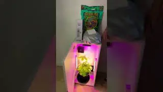 Cash Crop Soil Grow Box Edition 1 Plant (2025 Model) #Hydroponics #GrowBox #Dealzer.com