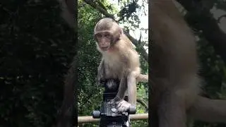 Lovely little monkey play 😍🐒 #monkey #primiatemonkey #cute #playfulmonkeys #animals