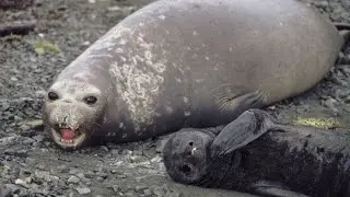 Phoca vitulina | Animal Planet Channel | WildLife Animals National Geographic
