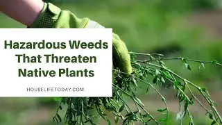Hazardous Weeds That Threaten Native Plants