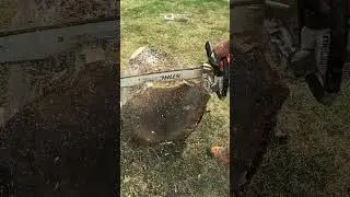 Legendary STIHL MS460 #chainsawman #stihl #firewood
