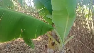 DIY Tree Fence Chicken Farm in Rural Kenya 🇰🇪 | Low Cost Poultry Project