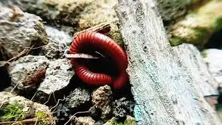 Nature&rsquo;s Tiny Tank: The Rusty Millipede in Its Natural Element