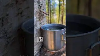 Feeling THIRSTY? Have a Glass of BIRCH SAP! #survival #bushcraft #nature